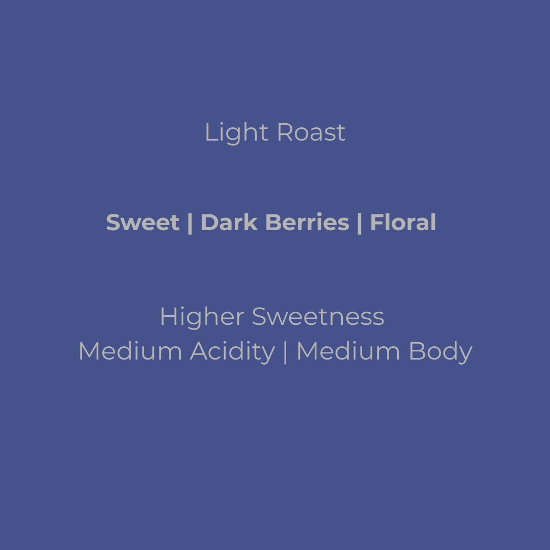 Text description of coffee flavor profile on a blue background.  Light roast flavor description of sweet, dark berries, and floral.